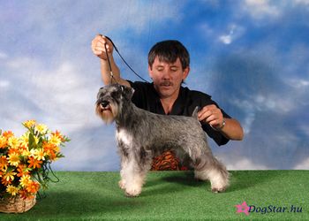 Gondhauzi Schnauzer Kennel