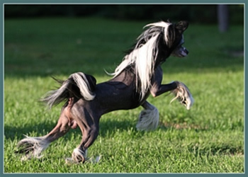 Kaszanics Kennel